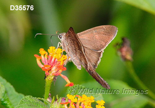Plain Longtail (Urbanus simplicius)